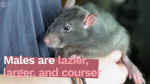 8 things to know before adopting a pet rat