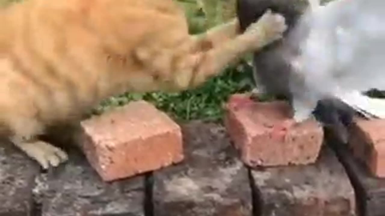 funny animals - cat and dogs - funny animals video
