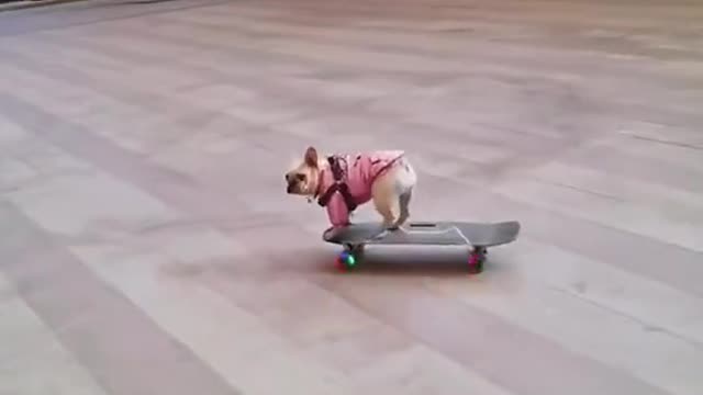 Cool video of dog skateboarding through mall streets