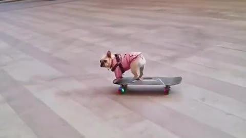 Cool video of dog skateboarding through mall streets