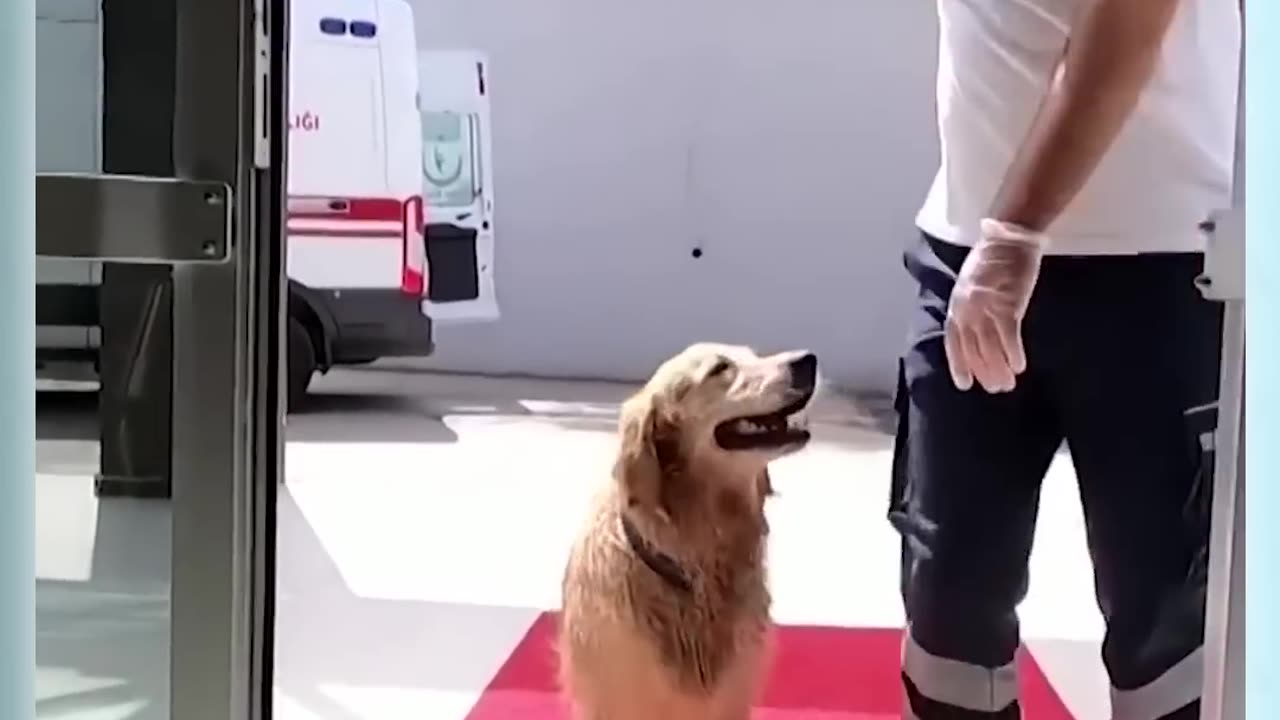 Best dog in the world
