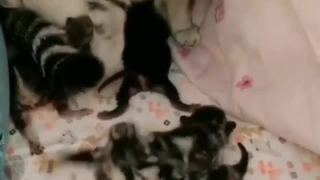 funny cat video