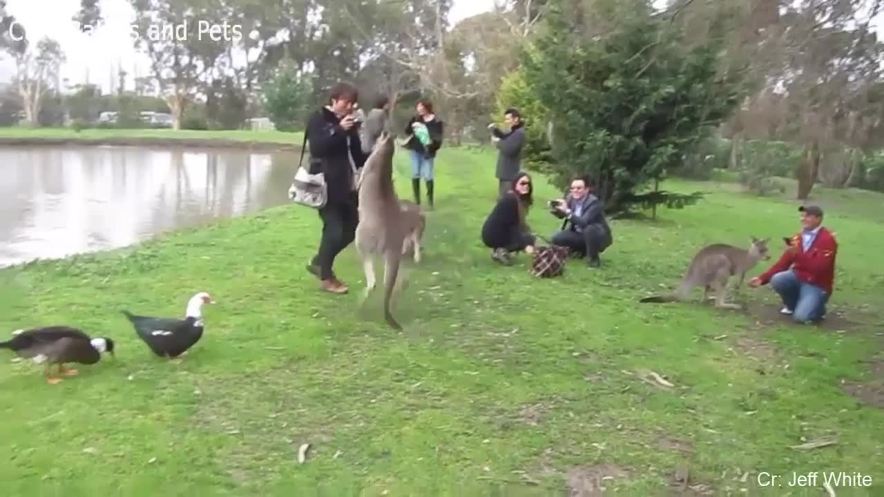 Funny different animals chasing humans.