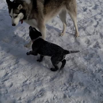 Tiny Puppy Trying To Play With Huge Husky