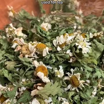 Feverfew is a great remedy to prevent and reduce the frequency of migraine headaches