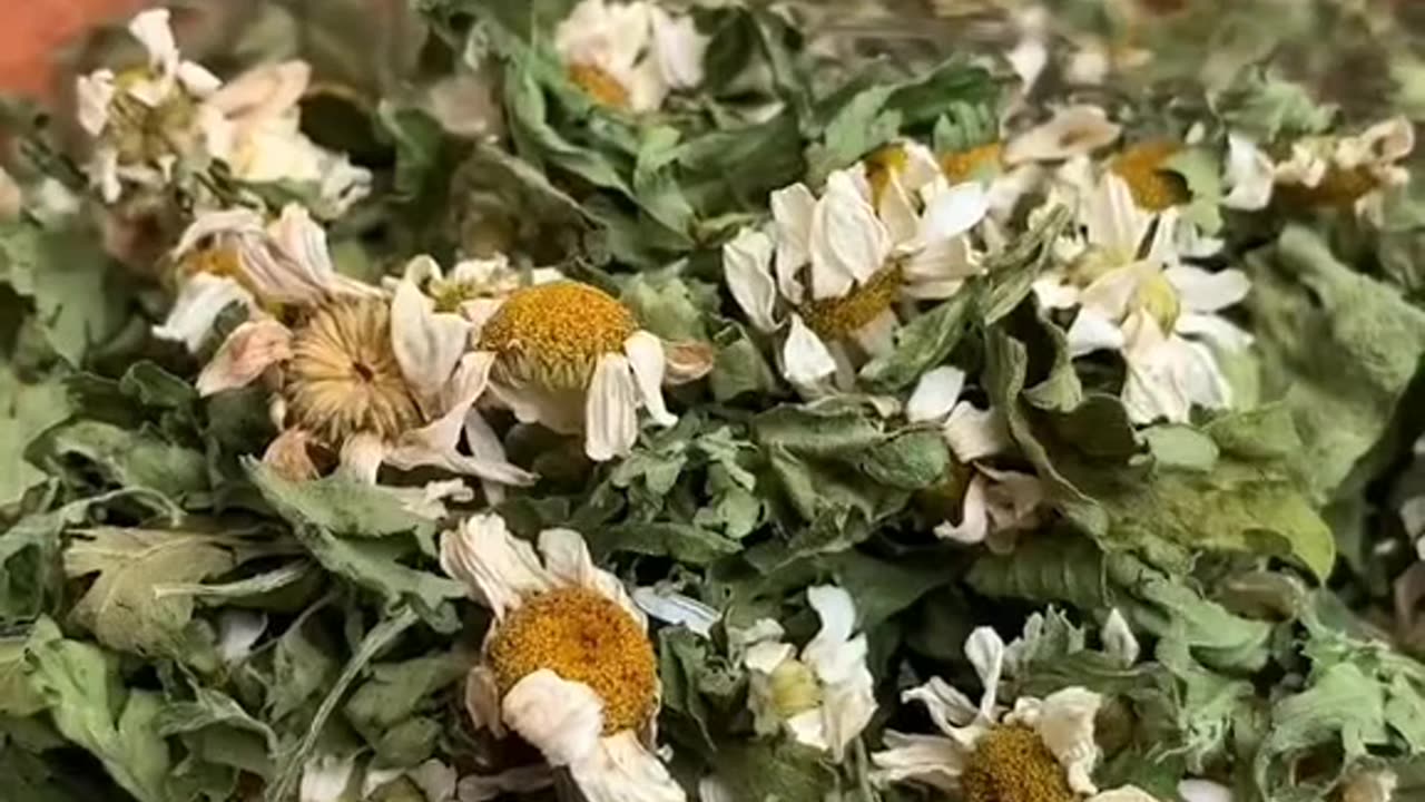 Feverfew is a great remedy to prevent and reduce the frequency of migraine headaches
