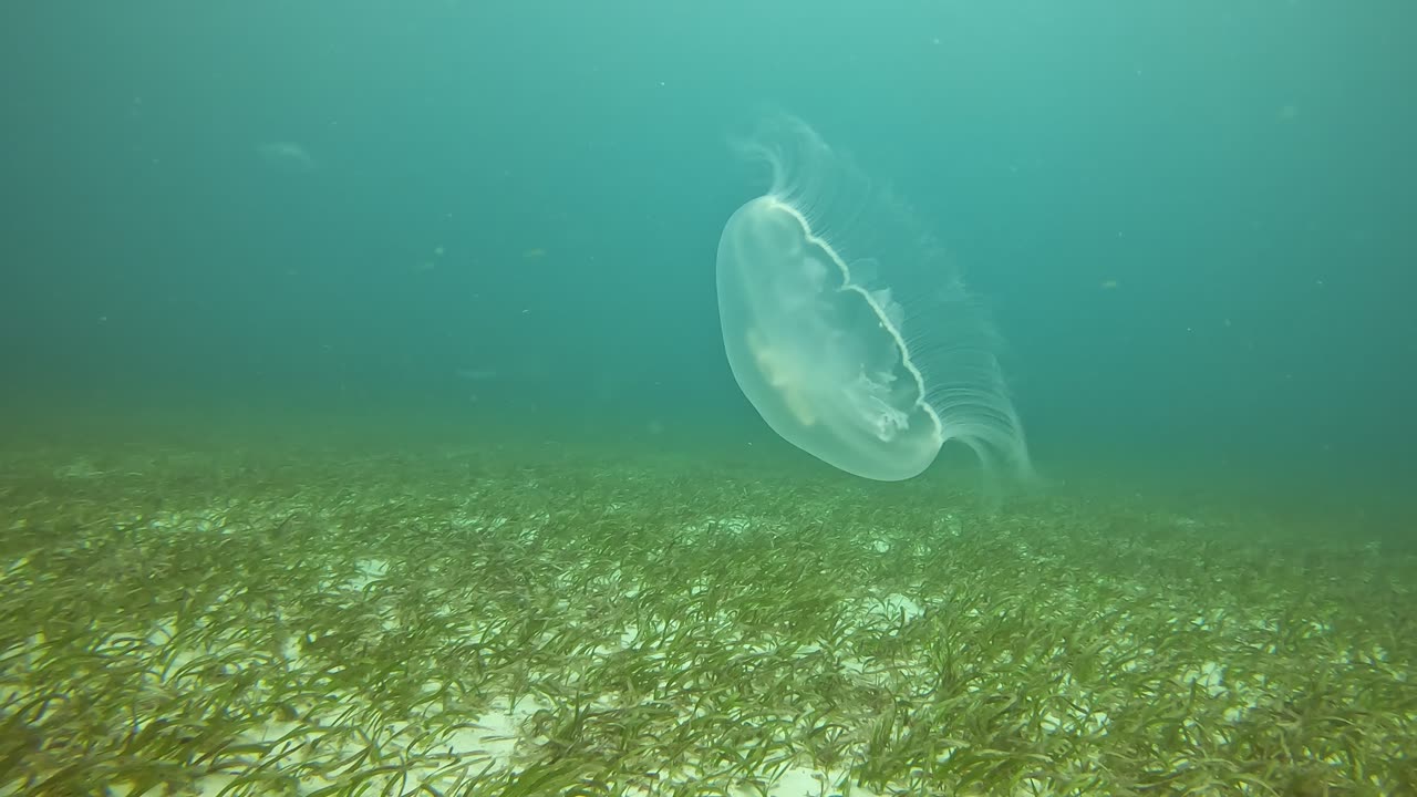 Moon Jellyfish