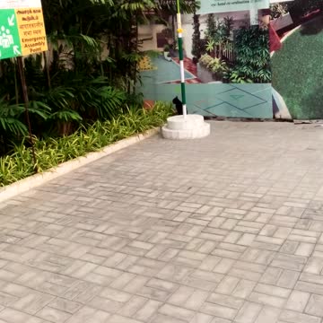 Cat funny traning video