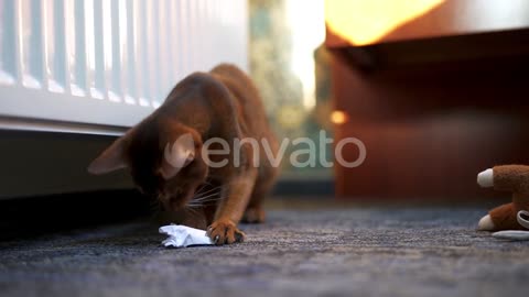 Cute Curious Red Cat Lying on Feet of Young Woman Indoor