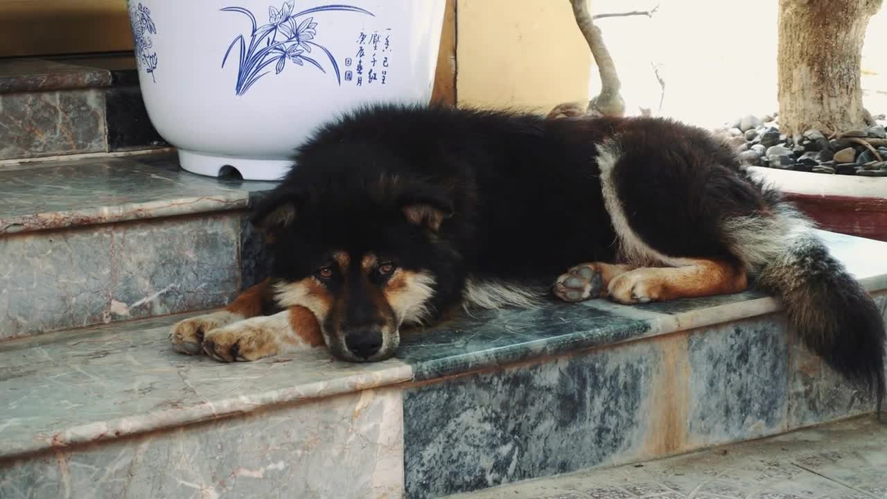 The dog is asleep. Vietnam Asia