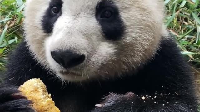 Panda dining