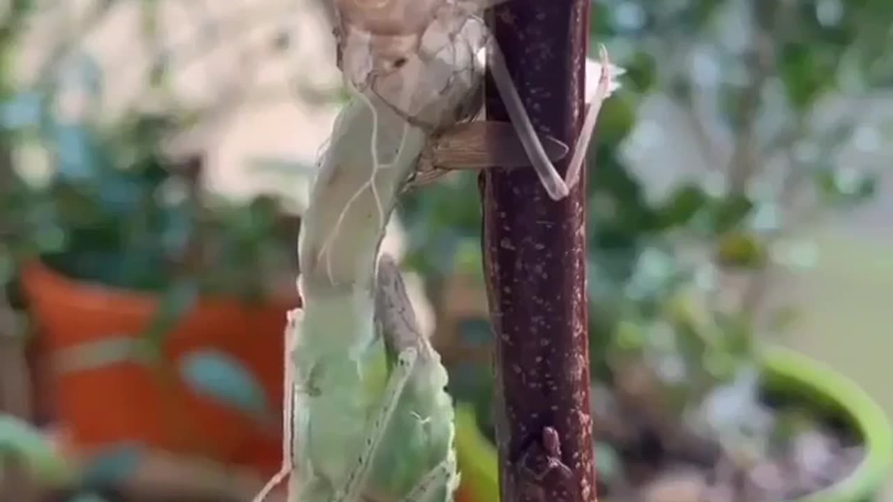 Beautiful life