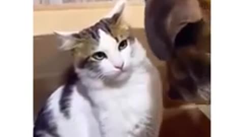 Funny cats and dog videos funniest animal video 😂😂 #funnyclips0408#funnyclips #fun