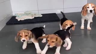 A Bunch of Beagles Dance with Broom