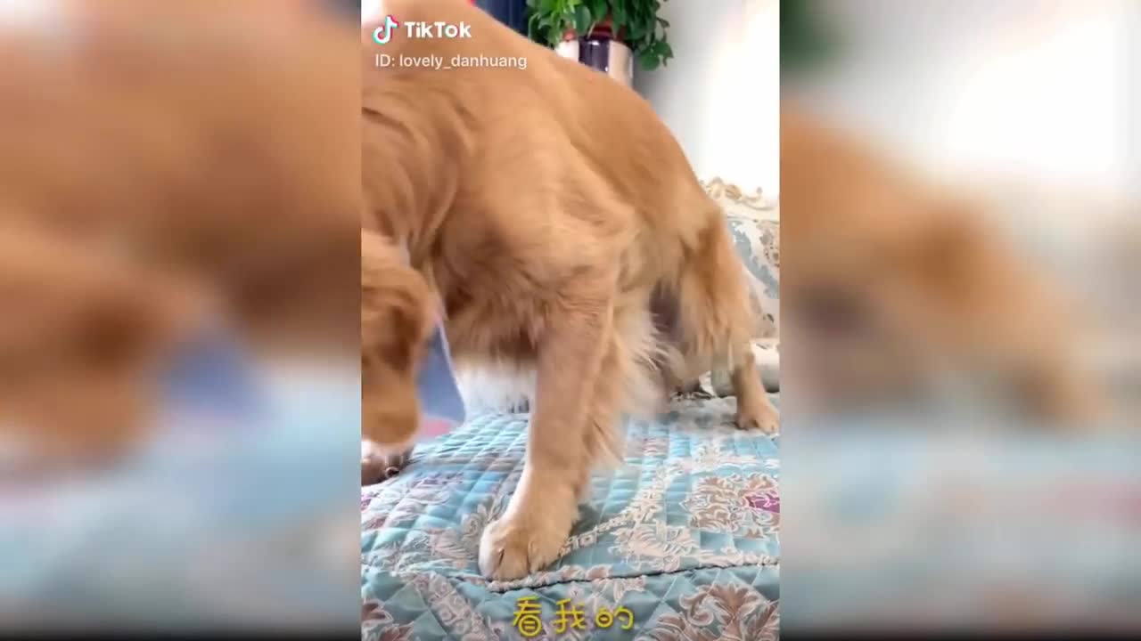 Try Not To Laugh Challenge - Funny Cat and Dog Videos Compilation (2022)