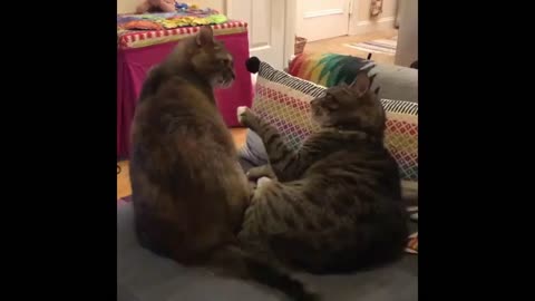 Funny Cats and Dogs Viral Videos for Kids and Adults