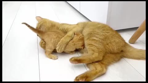 Funny Cats Compilation #2