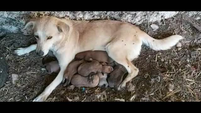 My Dog Mimi Giving Birth to 10 Puppies part 1