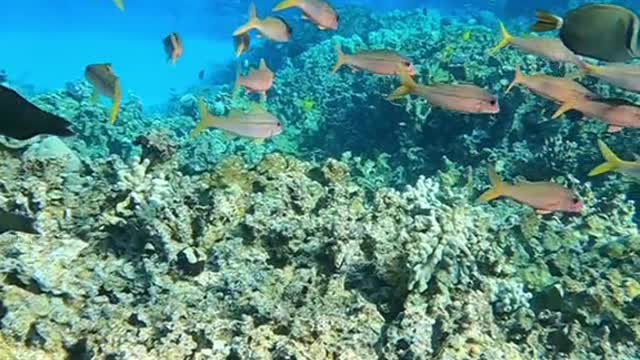 oceanlover#underwater#lovemyplanet