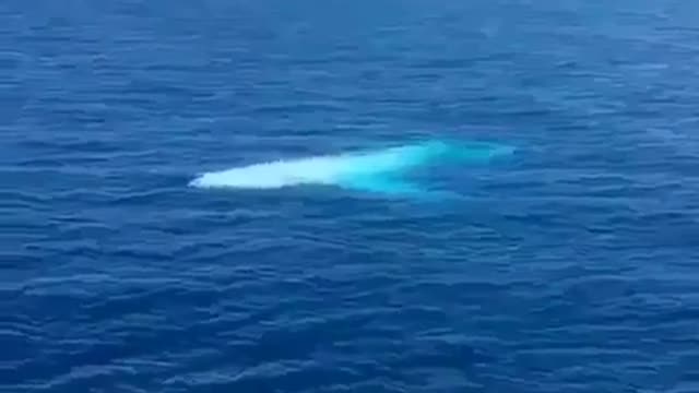 white rare big dolphin come closer to tourists