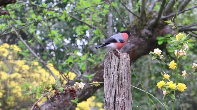 Relaxing, Soothing Stress Relief bird video