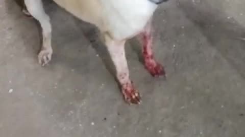 Injured Dog