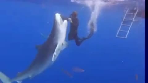 Extremely RARE Encounter With A Tiger Shark