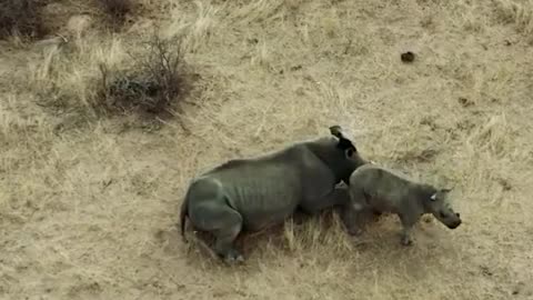 Baby Rhino angry with researchers messing with his mom.
