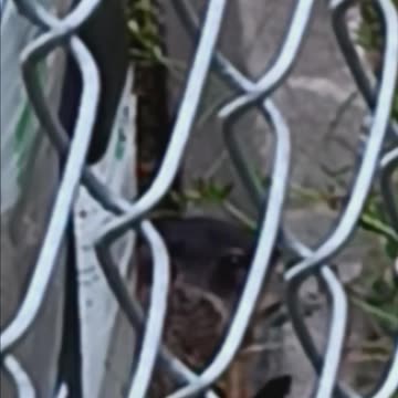 Another video of a beaver or woodchuck.