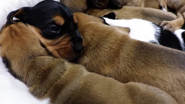 Cachorros rescatados en una canasta son demasiado lindos para describirlos