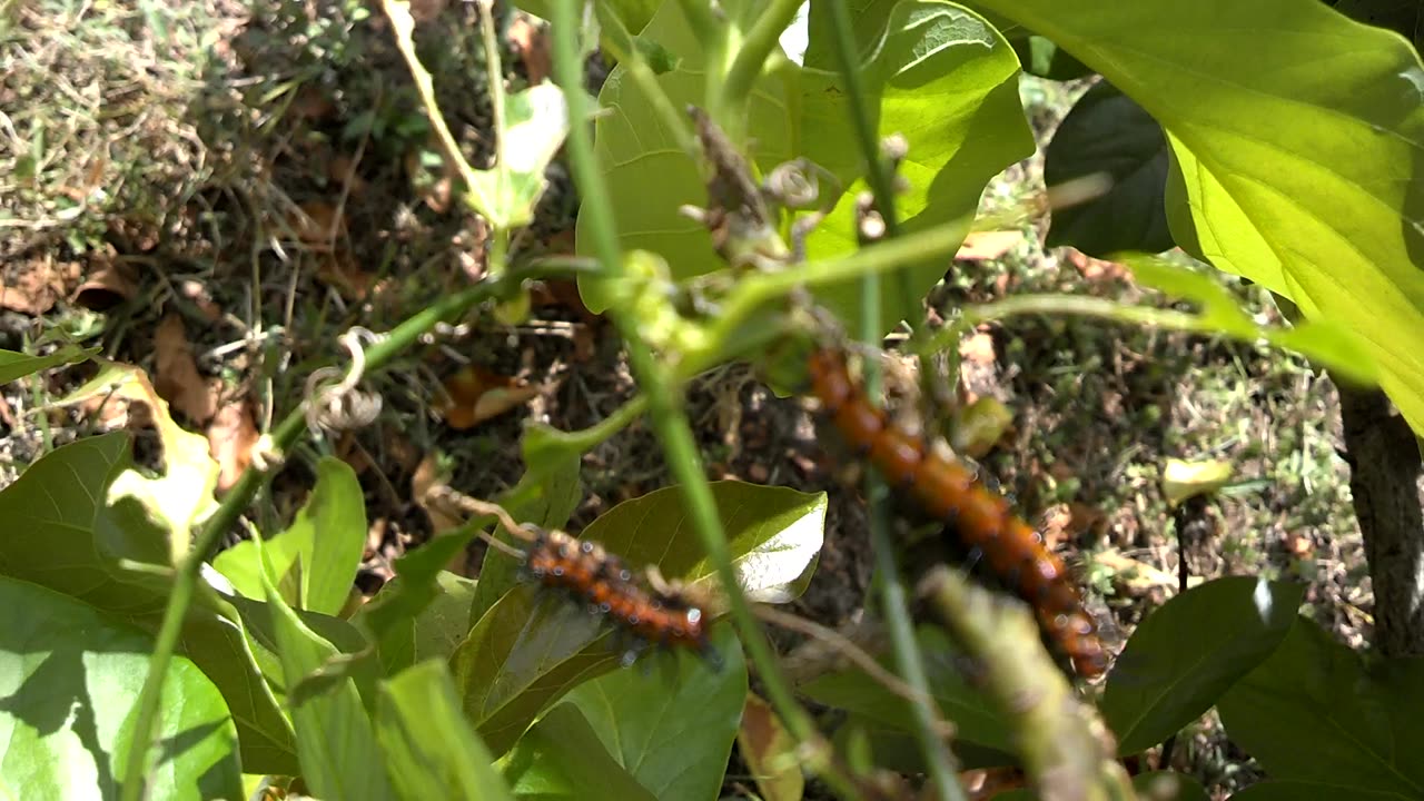 Julia Heliconia Caterpillars