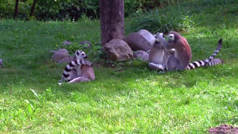 Lemurs are very clever