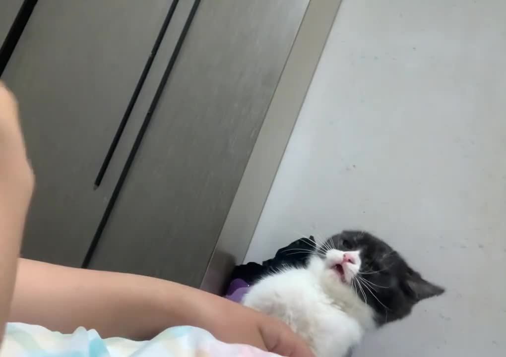 The cat's daily, every year there are fish