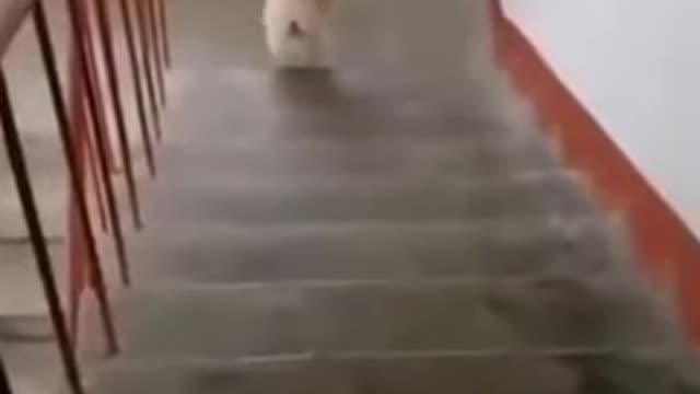 Funny Dog video p 1