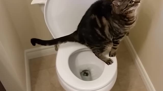 Cat using toilet and Flushes 1/2