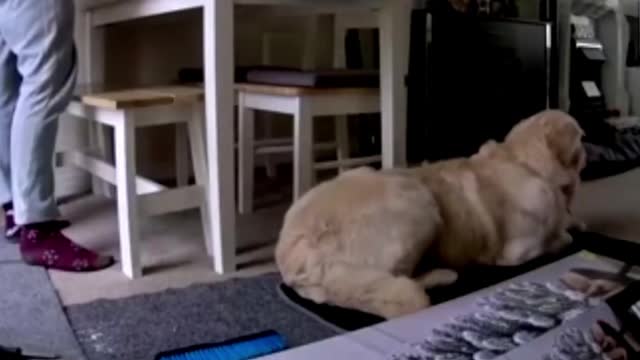 Cutest Golden Retriever Doing Funny Things and Most Crazy Moments Ever| Animal lover