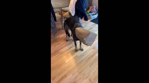 Hungry dog's head is stucked inside a bag