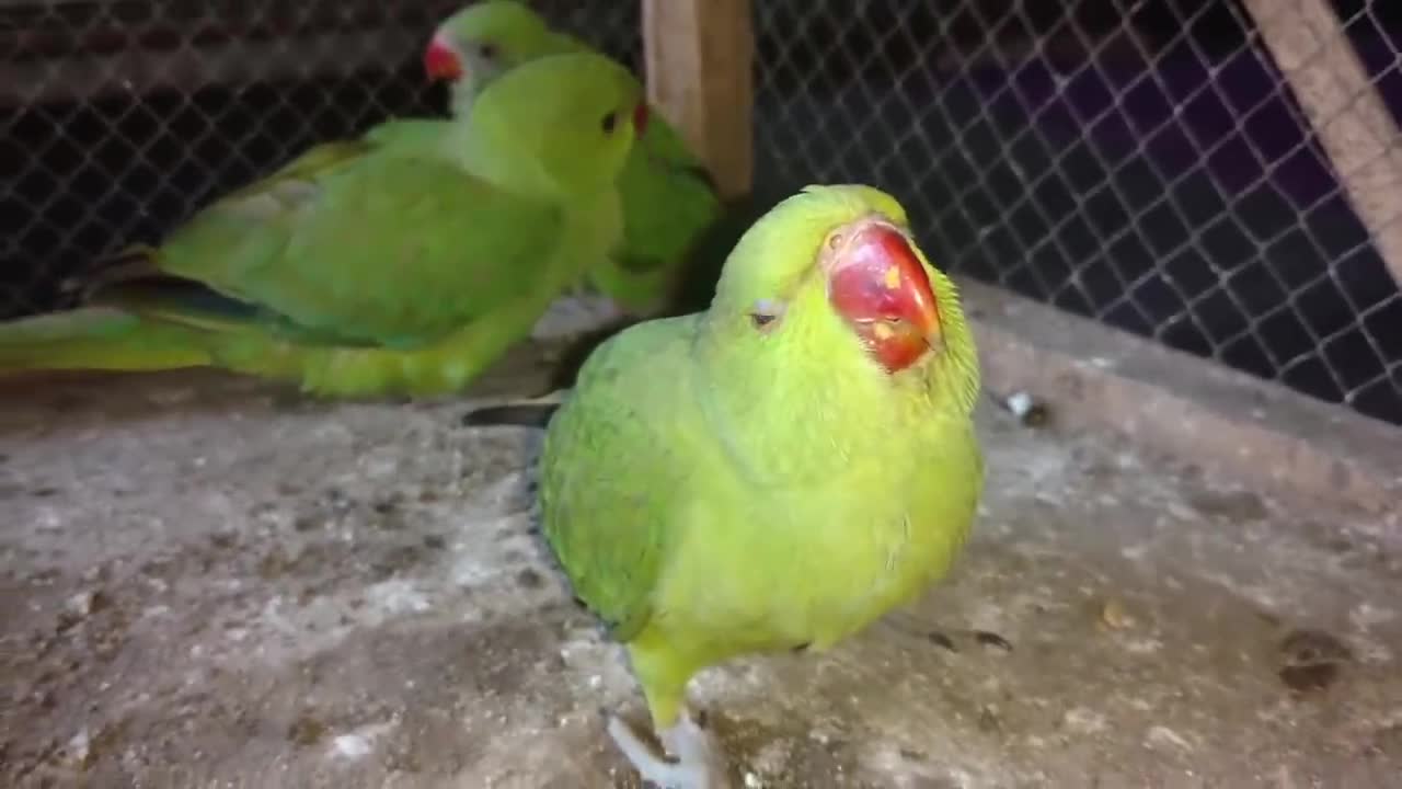 How To Trim Ring Neck Parrot chicks wings some easy tips in Urdu Hindi_p1