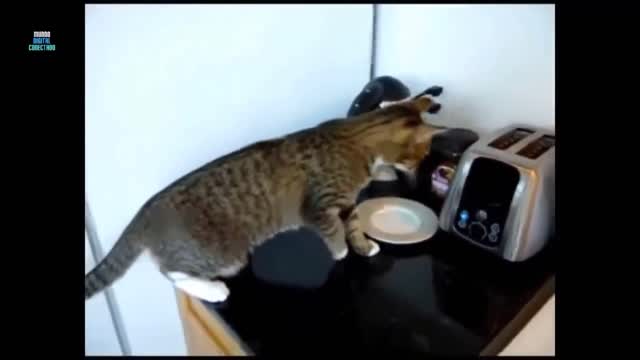 Try not to laugh. Kitty gets a big scare.