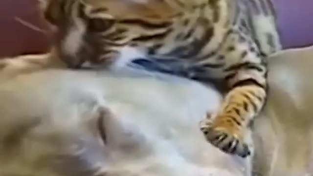 funny animal videos