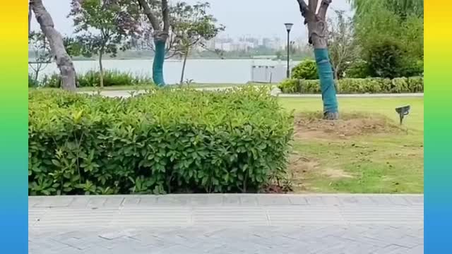 Dog video cute puppy dog funny video