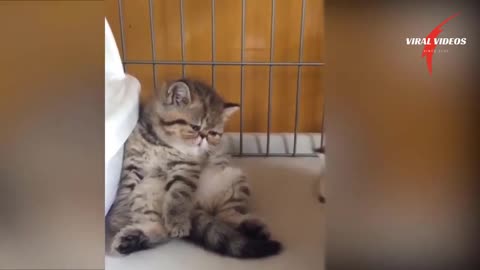 Cute CATS Funny moves