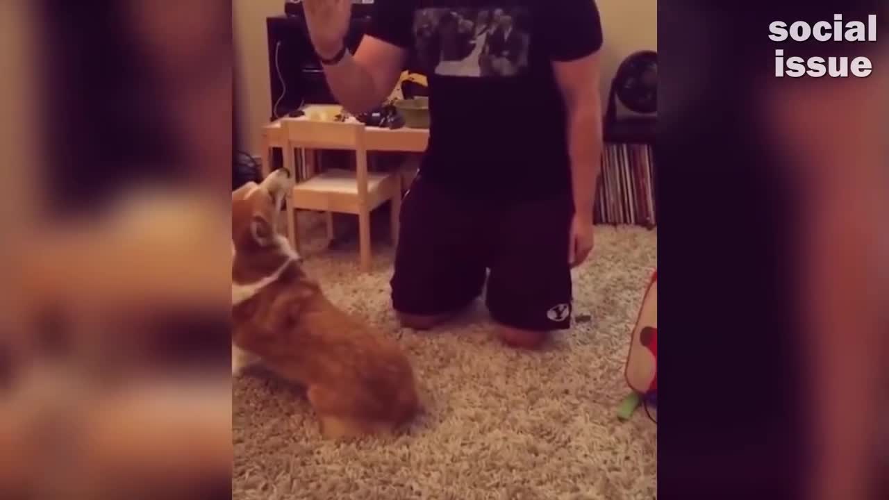 cute and funny animals, liked the video subscribe and like