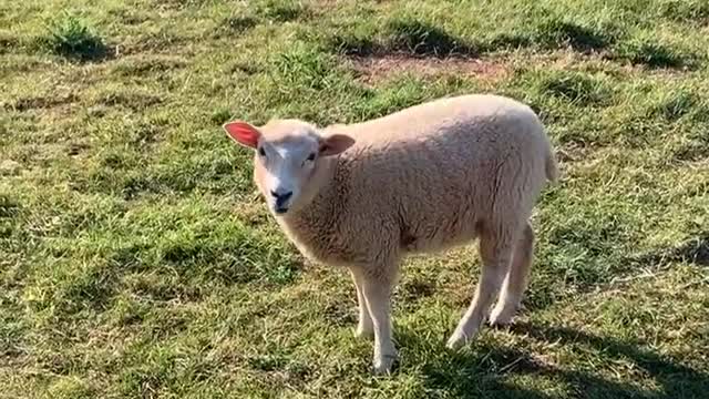 Goat Eating Grass | Goat feeding grass | Green grass #goateatinggrass #grass #eating