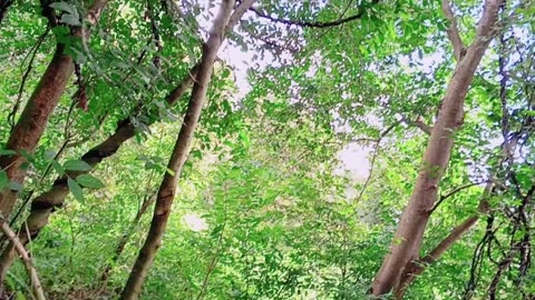 Forest video shooting in village.indian boys vlog episode review