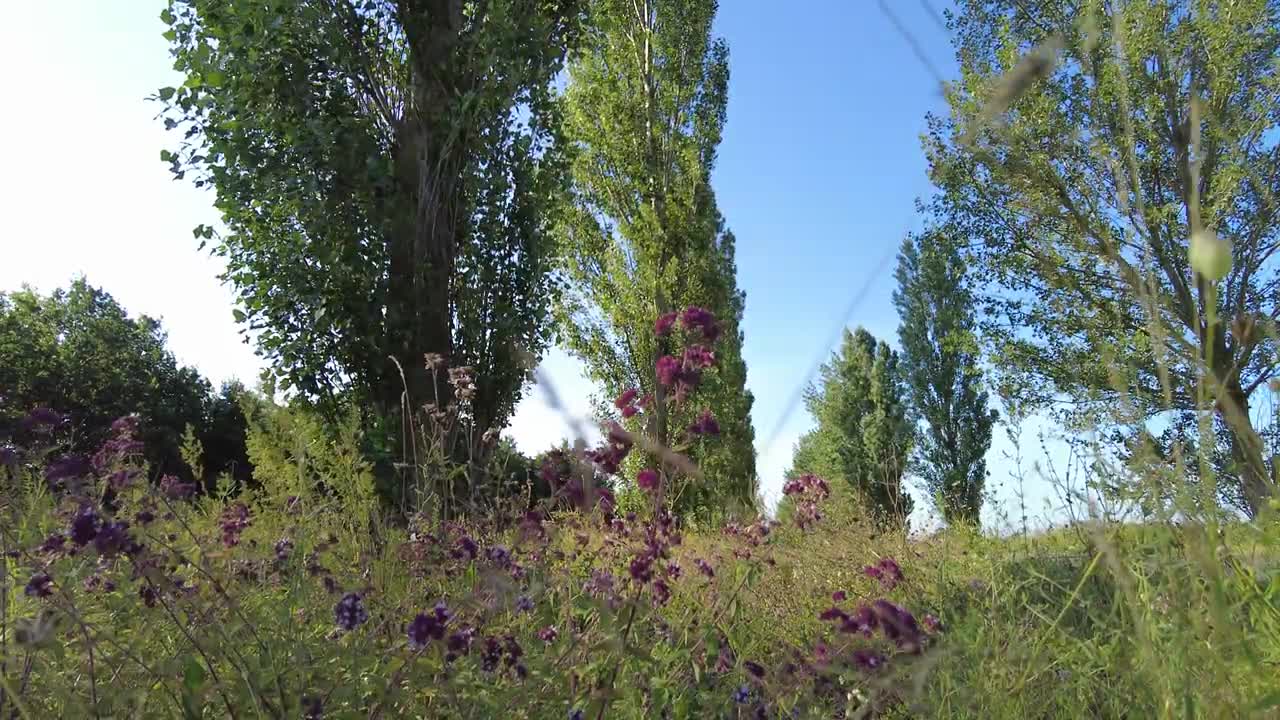 Summer Windy Day at Lake | ASMR | Nature Sounds