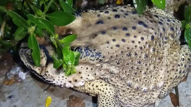 Close-up shot of the purple toad