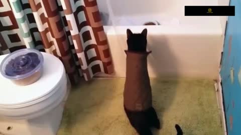 Funniest Cats - Don't try to hold back Laughter - Funny Cats Life part 5
