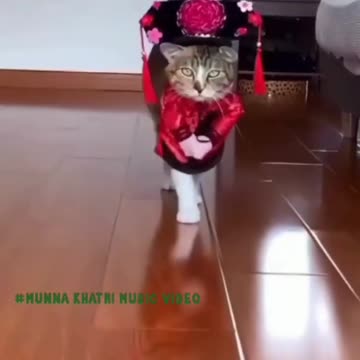 pets cats animals funny video