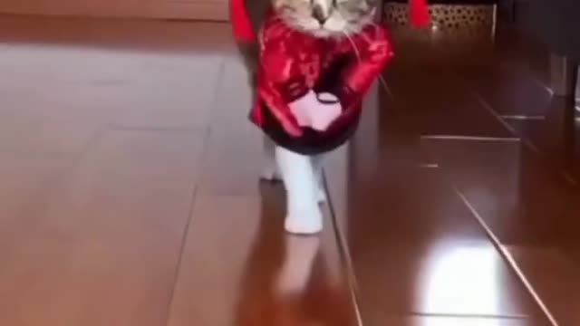 pets cats animals funny video